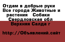 Отдам в добрые руки  - Все города Животные и растения » Собаки   . Свердловская обл.,Верхняя Салда г.